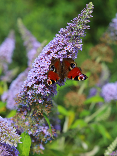 conference defis biodiversite local
