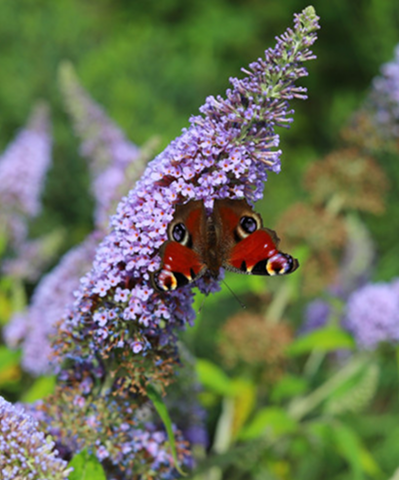 conference defis biodiversite local 1